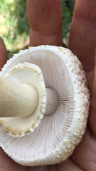 Amanita franchetii