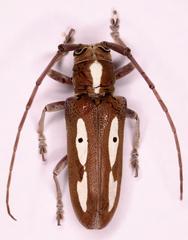 Prosopocera paykulli