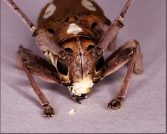 Prosopocera paykulli
