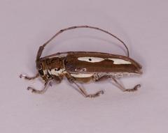 Prosopocera paykulli