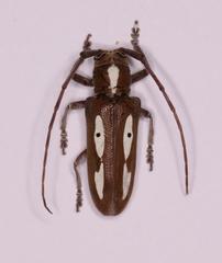 Prosopocera paykulli
