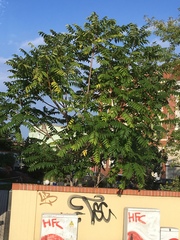 Ailanthus