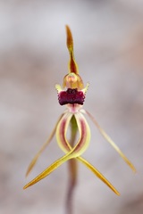 Caladenia ensata