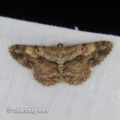 Psilalcis galsworthyi