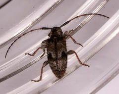 Exocentrus echinulus echinulus