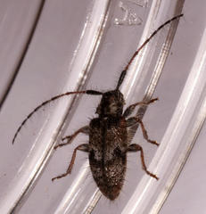 Exocentrus echinulus echinulus