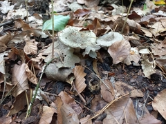 Russula aeruginea