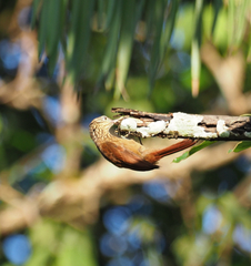 Dendroplex picus picus