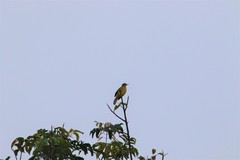 Calyptocichla serinus