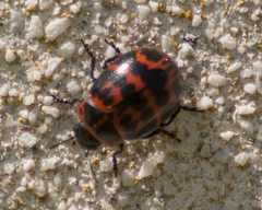 Platyphora congregata