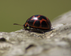 Platyphora congregata