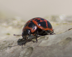 Platyphora congregata