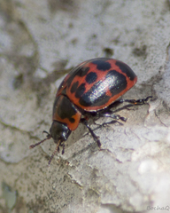 Platyphora congregata