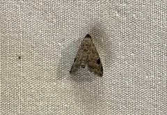 Abablemma brimleyana