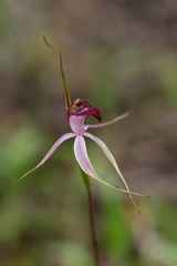 Caladenia gardneri