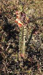 Hermannia trifoliata