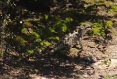 Sceloporus spinosus