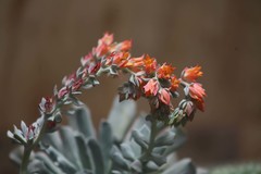 Crassulaceae