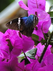 Astraptes fulgerator azul