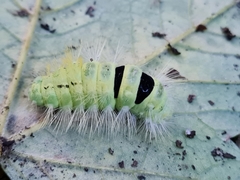 Calliteara pudibunda