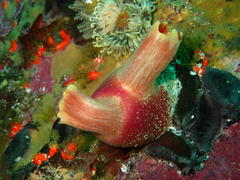 Ascidia incrassata
