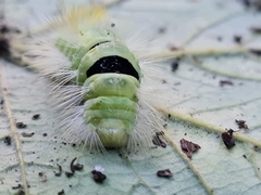 Calliteara pudibunda