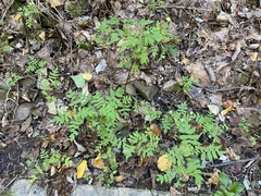 Polymnia laevigata