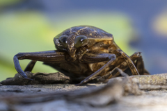 Lethocerus patruelis