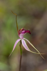 Caladenia gardneri