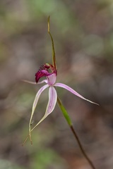 Caladenia gardneri