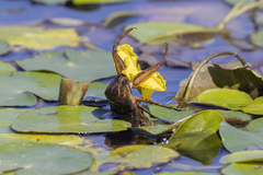 Lethocerus patruelis