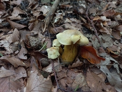 Tricholoma sulphureum