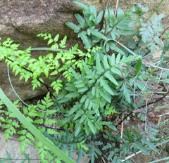 Cheilanthes viridis viridis