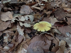 Tricholoma sulphureum