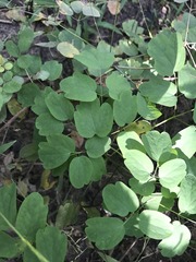 Thalictrum thalictroides