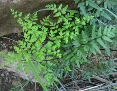 Cheilanthes viridis viridis