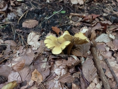 Tricholoma sulphureum