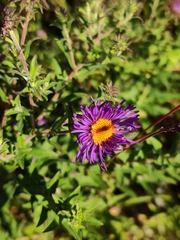 Symphyotrichum novae-angliae