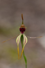 Caladenia ensata