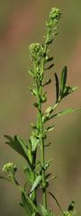 Lepidium trifurcum