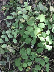Thalictrum thalictroides