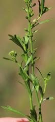 Lepidium trifurcum