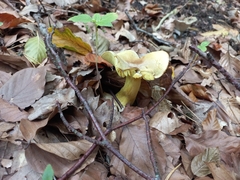 Tricholoma sulphureum