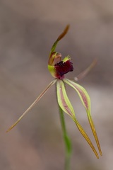 Caladenia ensata