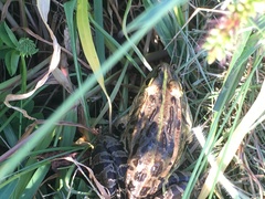 Pelophylax porosus porosus