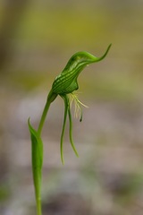 Pterostylis turfosa