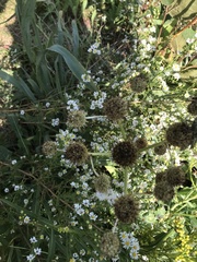Eryngium yuccifolium