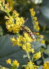 Megacyllene robiniae