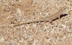 Meroles suborbitalis