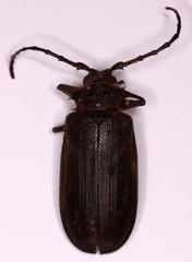 Pixodarus spiniscapus